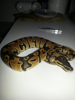 Yellowbelly #1.jpg