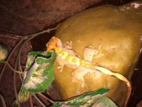 Olive Harlequin Crested Gecko.jpg
