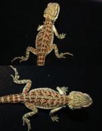 beardie.jpg