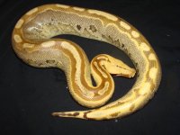 UltraBreit 2-M.jpg