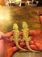 dragons.jpg