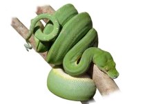 jayapura chondro - 2.jpg