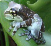 milkfrog.jpg