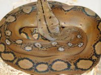 Motley Het  (3).jpg