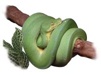 green tree python - 2.jpg