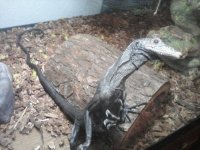 Black Tree Monitor.jpg