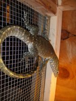 nile monitor 2.jpg