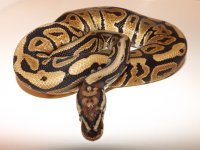 spotnose2.jpg