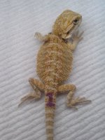 FinchSophie1.jpg