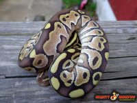 milkchocolatelesser.jpg