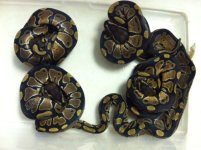 Het Albino.JPG