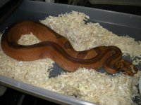 hypo jungle female.jpg