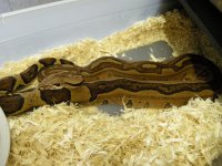female jungle 100% het albino one.jpg