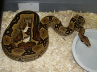 female jungle 100% het albino three.jpg