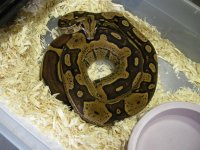 female jungle 100% het albino two.jpg