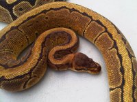 IMG-20121018-00011.jpg