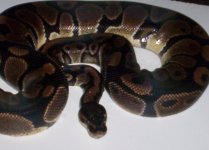 100% het ALBINO female.jpg