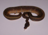 Pinstripe female #1.jpg