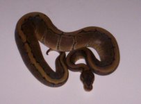 Pinstripe female #2.jpg