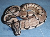 VPI Axanthic Spider M3.jpg