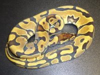 enchi female update.jpg
