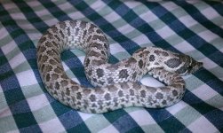 fauna8.jpg