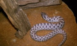 fauna9.jpg