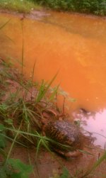 IMAG0334.jpg