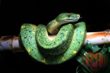 GTP2.jpg