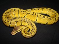 LemonBlastM(3) sm.jpg