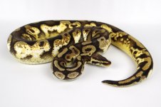 citrus calico sire to citrus.jpg