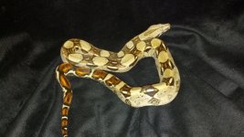 pastel boa.jpg