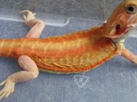 8-9-12 dragon pics 002.jpg