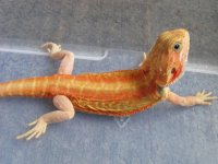 8-9-12 dragon pics 001.jpg