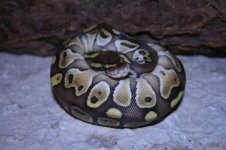 IMG_0326.jpg