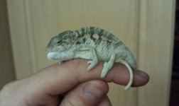 IMAG0620.jpg