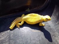 superyellow uro.jpg
