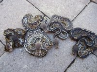 DSCN4529.jpg