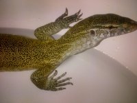Alvin-Pearland-20120903-00074.jpg