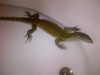 Alvin-Pearland-20120903-00075.jpg