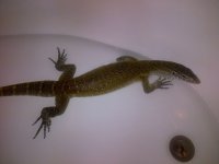 Alvin-Pearland-20120903-00070.jpg