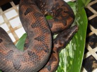 Snake 051.jpg