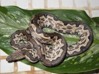 Snake 013.jpg