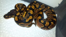 BABY YELLOWBELLY.jpg