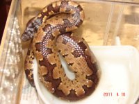 viper boa.jpg
