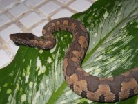 Snake 037.jpg