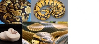 pythons.jpg