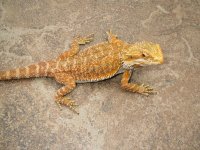 Female Chris Allen Red 100% het Hypo 100% Het Trans 1.jpg