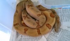 super jungle hypo.jpg