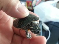 Turtle 9.jpg Turtle 9.jpg